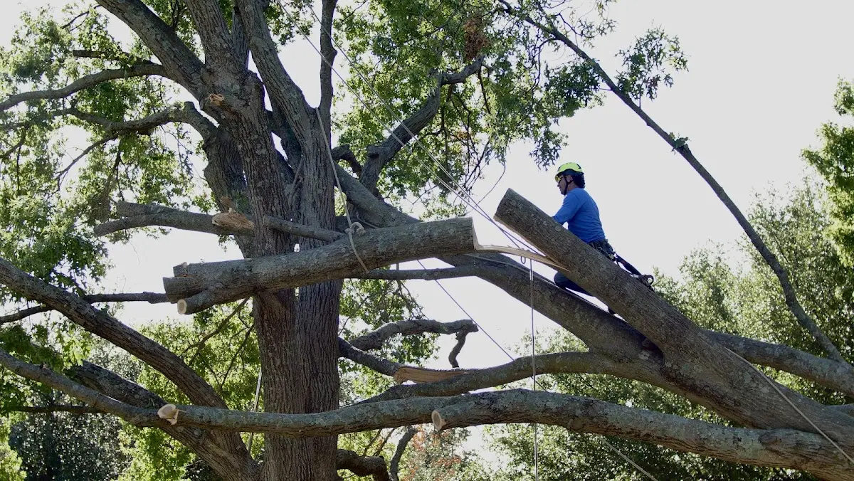 Professional Hazardous Tree Removal performed by certified arborists in Apison